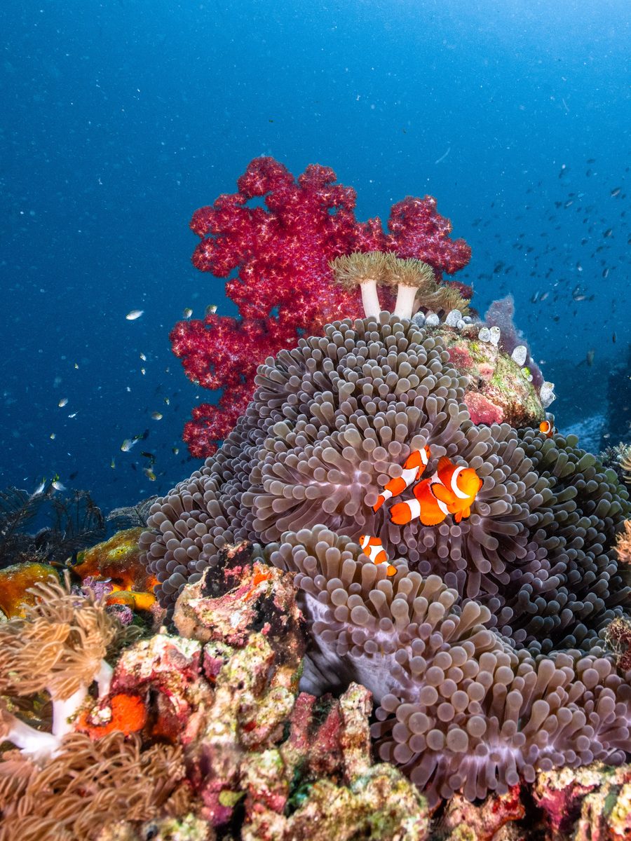 A clownfish in its host anemone on a reef, Raja Ampat, Indonesia.