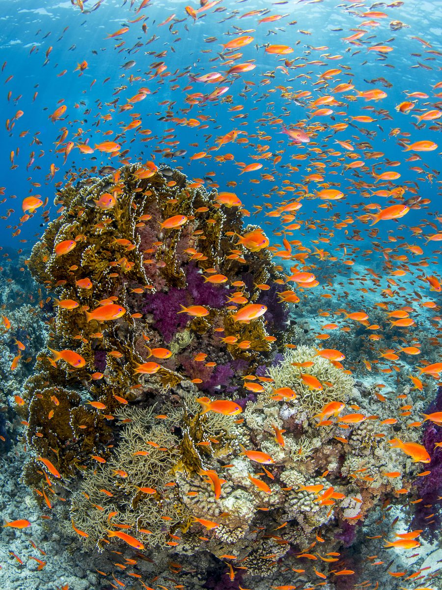 A cloud of orange anthias over a coral outcrop, Red Sea.
