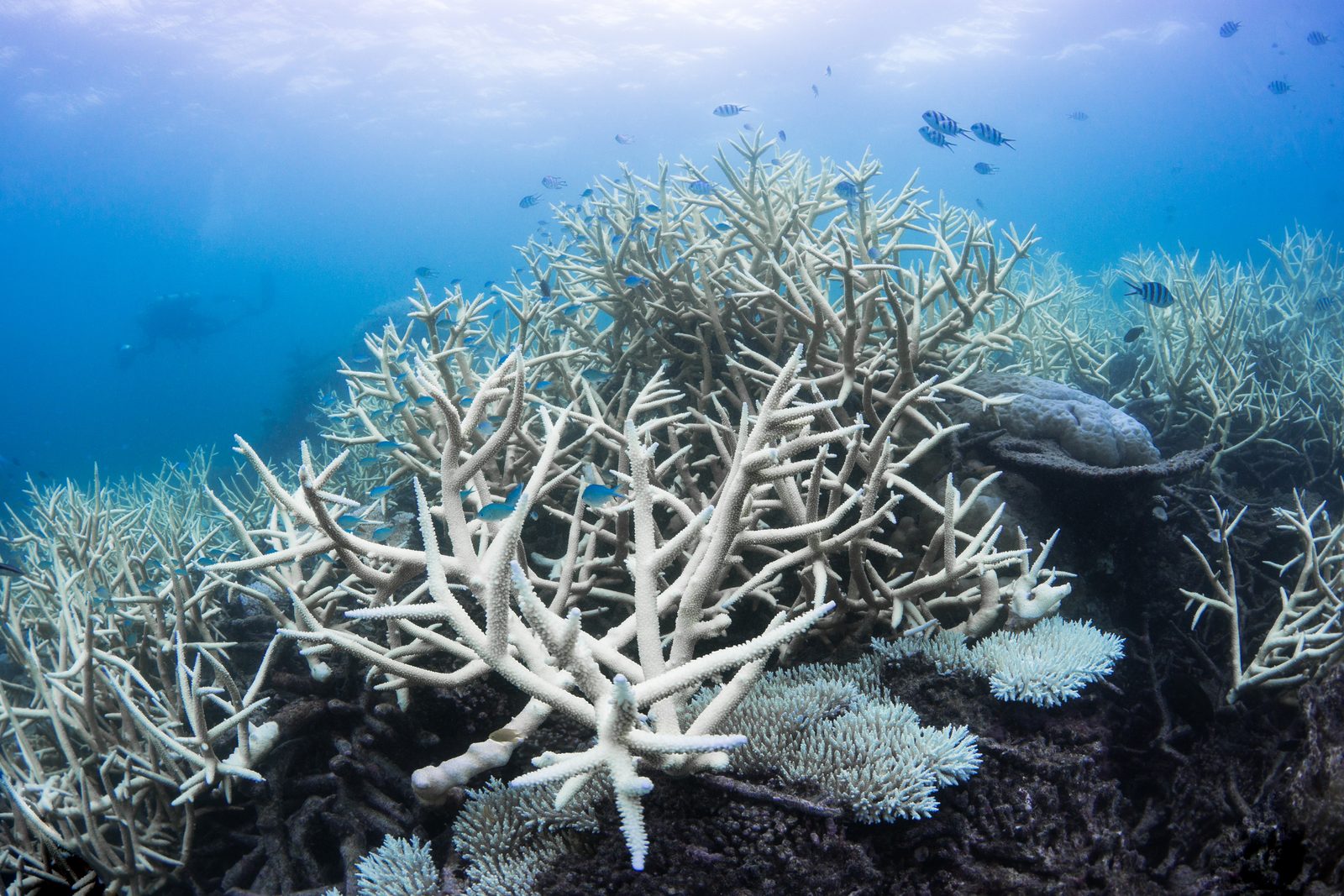 A field of stark-white bleached staghorn coral on the Great Barrier Reef, 2017.