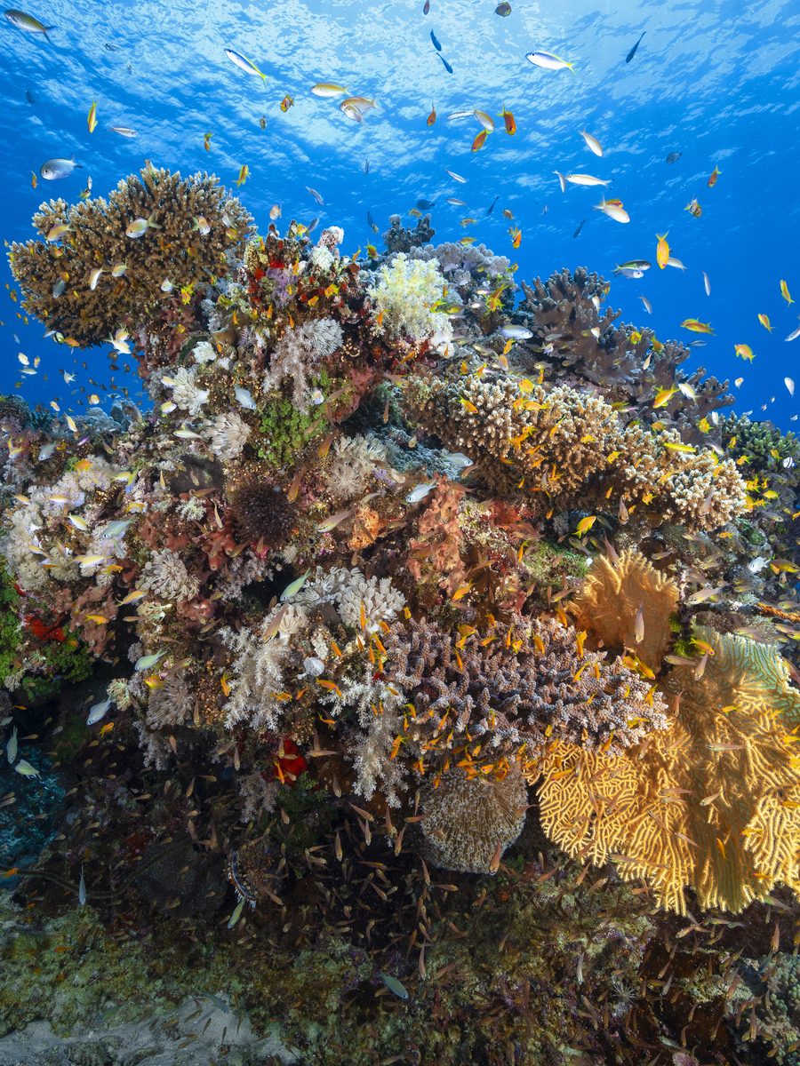 A coral bommie swarming with reef fish, Mayotte.