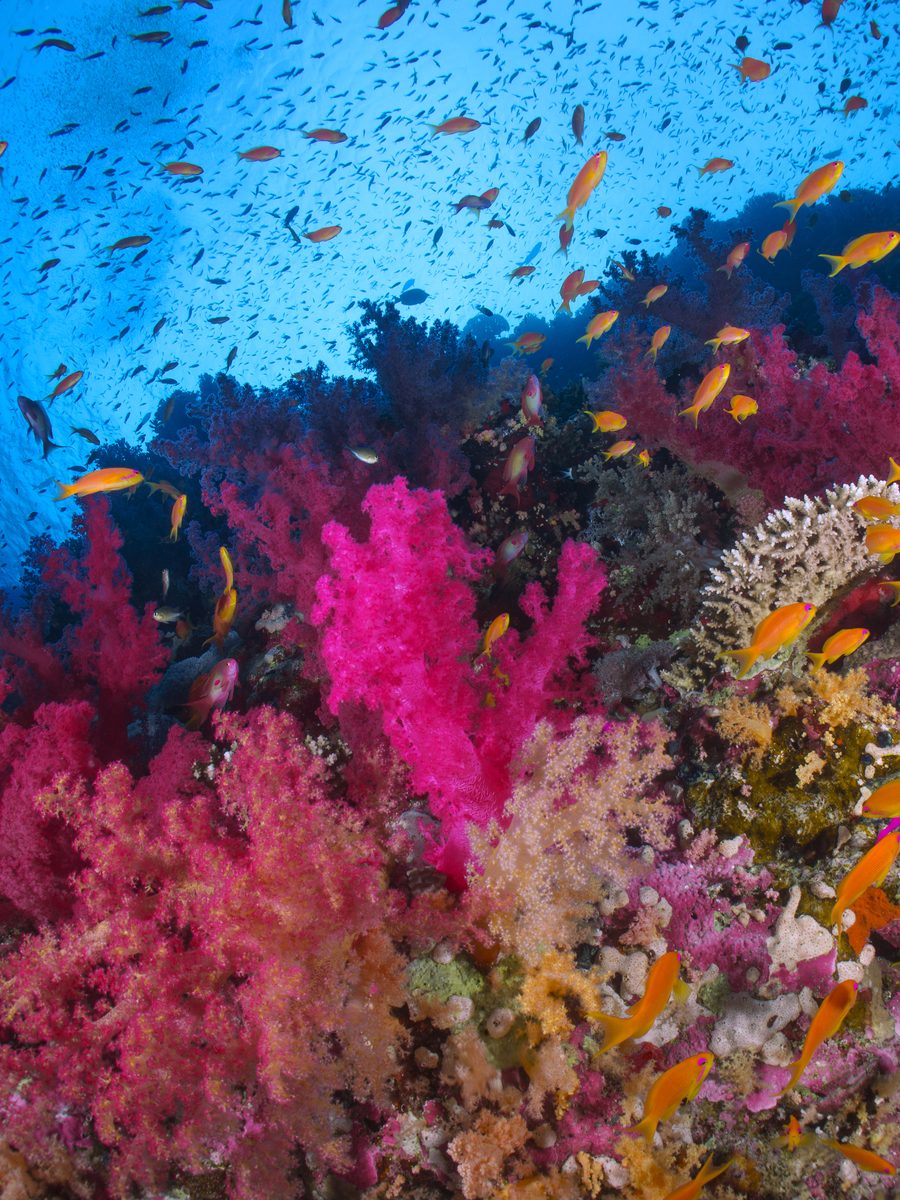 A vivid soft-coral colony on a tropical reef.