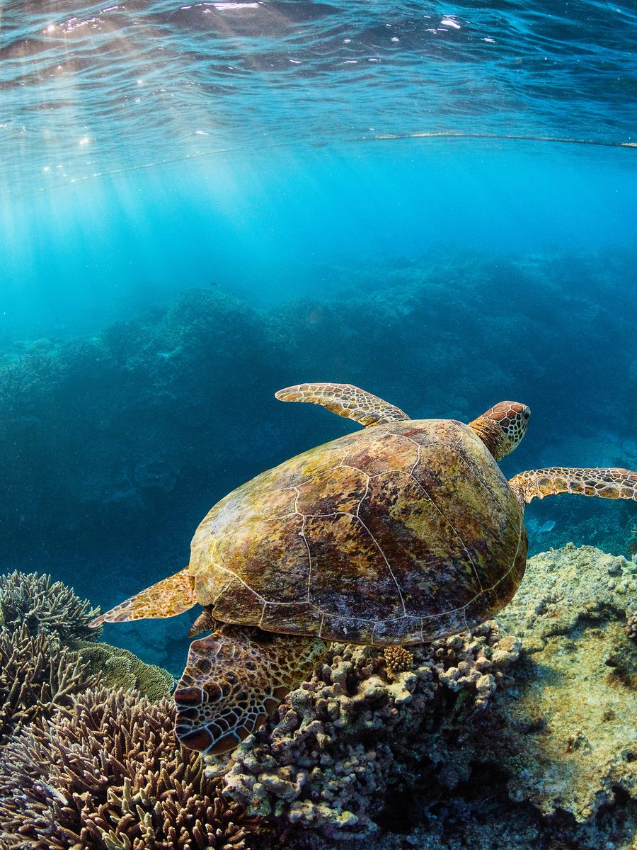 A green sea turtle gliding over a shallow reef, Great Barrier Reef, Australia.