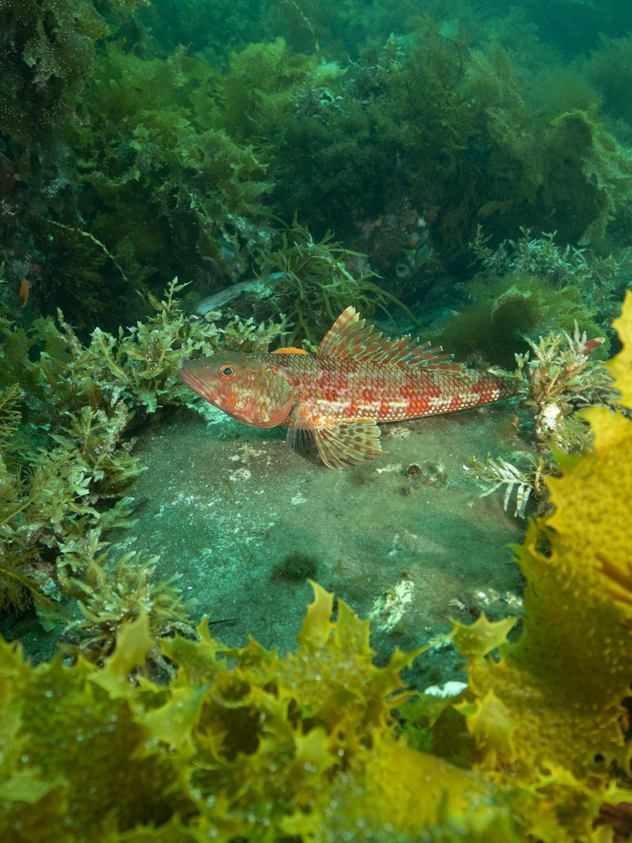 A kelp forest on the Great Southern Reef, Australia.
