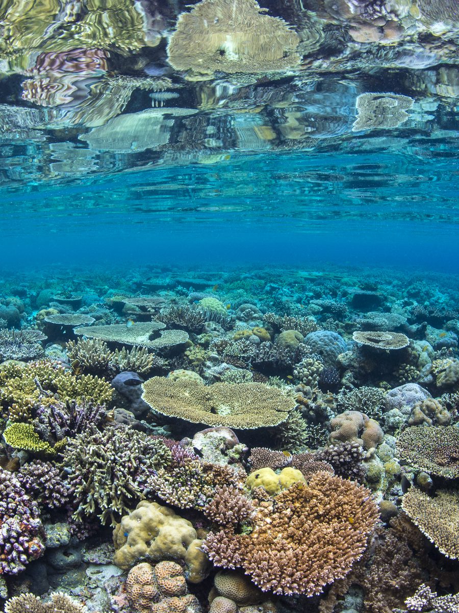 A shallow coral reef flat just below the surface, Misool, Indonesia.