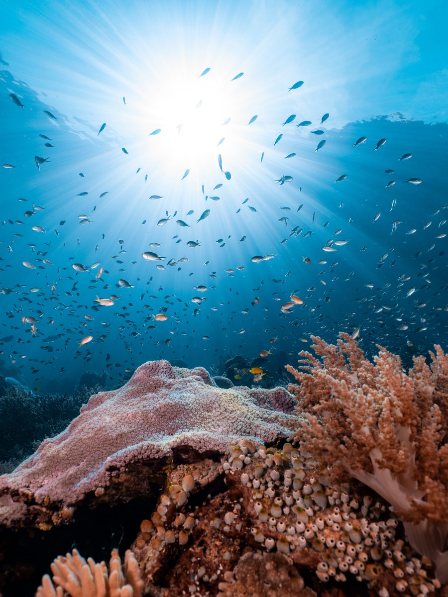 A sunlit shallow coral reef, Raja Ampat, Indonesia.