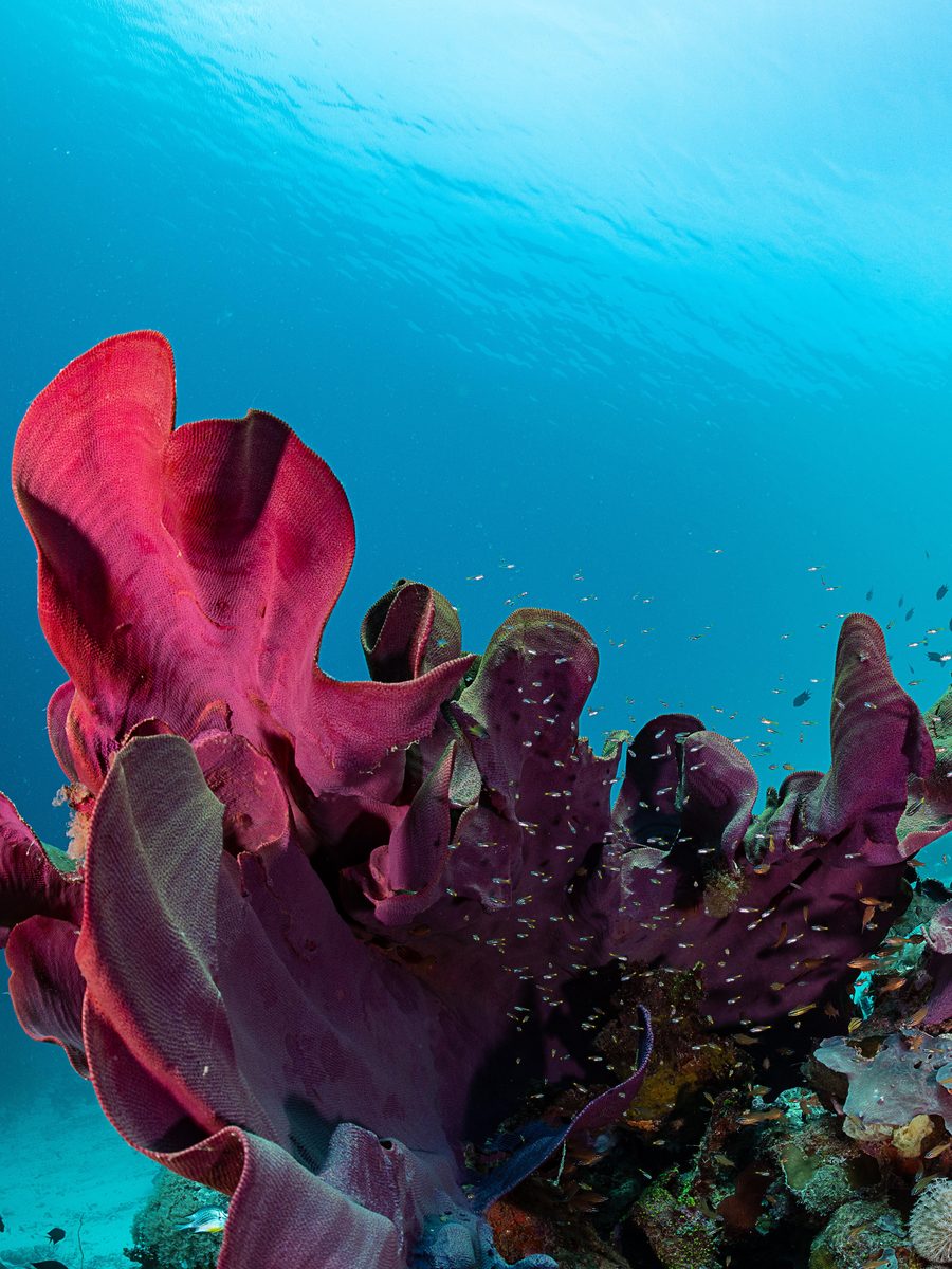 Magenta elephant-ear sponges on a reef, Solomon Islands.